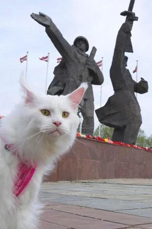 Постер: Cats in Riga