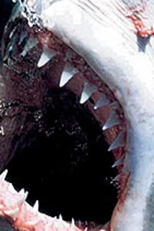 Постер: Killer Instincts: Jaws