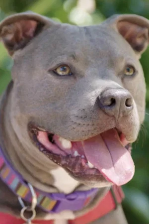 Постер: Hopalong Animal Rescue: The Power of Fostering