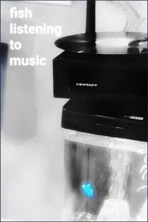 Постер: Fish Listening To Music