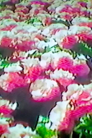 Постер: How Flowers Never Became A Food Group