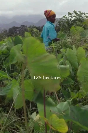 Постер: 125 hectares