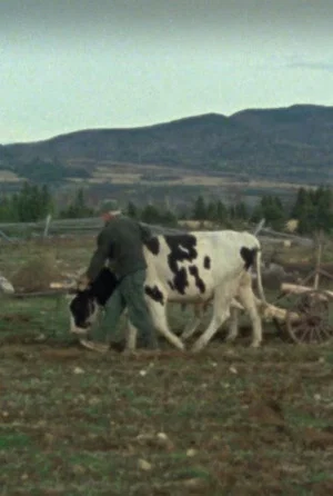 Постер: Les boeufs de labour