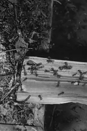 Постер: The Battle of the Ants
