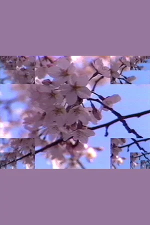 Постер: Rock Video: Cherry Blossom