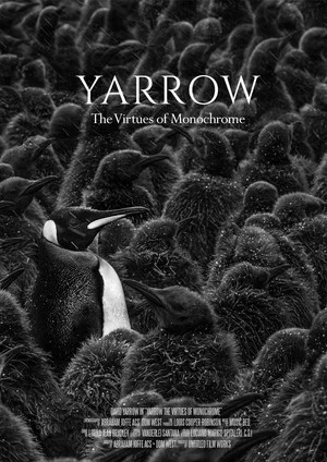 Постер: Yarrow: The Virtues of Monochrome