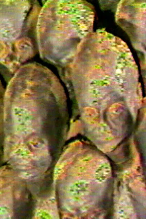 Постер: Progeny