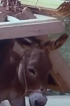 Постер: Of People and Donkeys