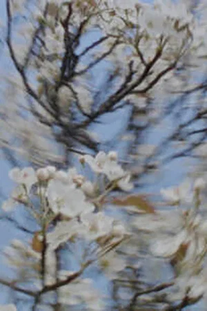 Постер: Four seasons bouquet