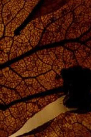 Постер: Le Rêve