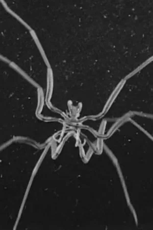 Постер: Caprelles et Pantopodes