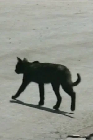 Постер: Traversée de chat