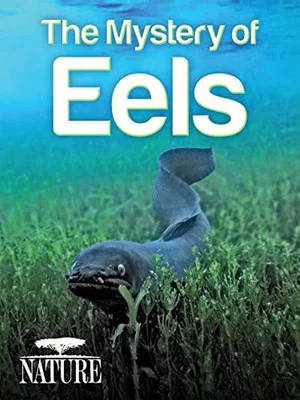 Постер: The Mystery of Eels