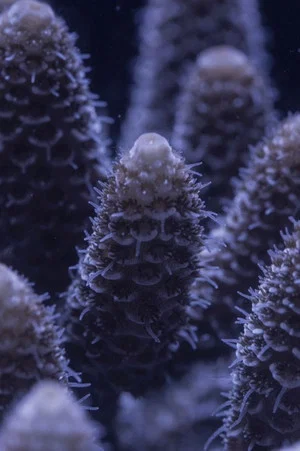 Постер: For the Love of Corals
