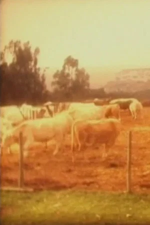 Постер: Cows