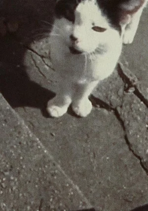 Постер: My Cat, My Garden, and 9/11