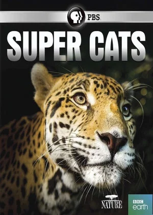 Постер: Super Cats