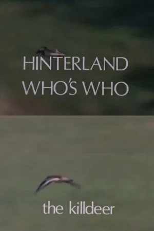 Постер: Hinterland Who's Who: Killdeer