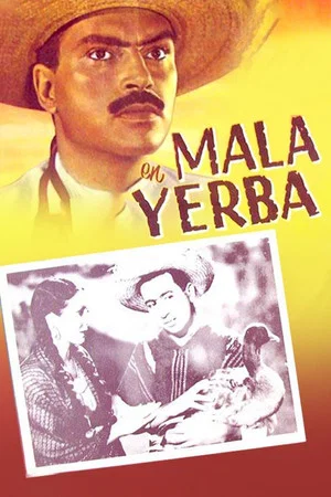 Постер: Mala yerba