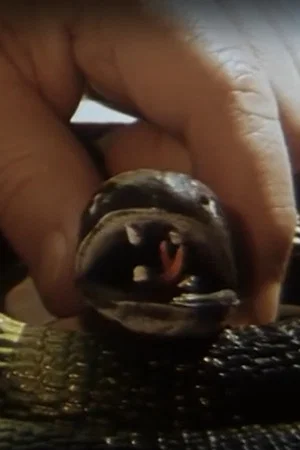 Постер: Hobby