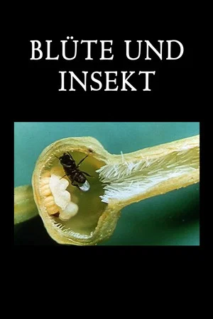 Постер: Blossom and Insect