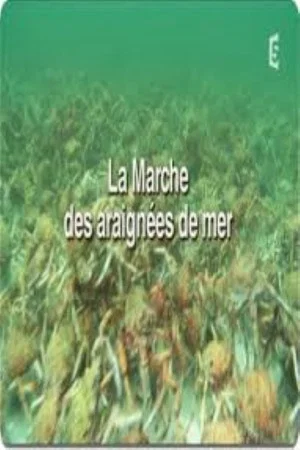 Постер: La marche des araignées de mer