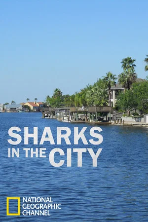 Постер: Sharks in the City: Bull Sharks in the Backyard
