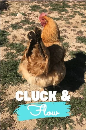 Постер: Cluck & Flow