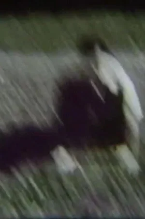 Постер: Camera/Cage