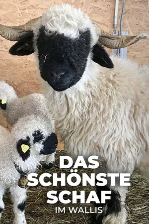 Постер: Das schönste Schaf im Wallis