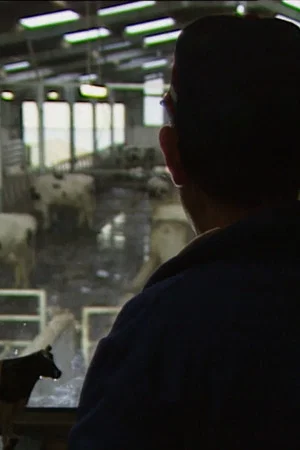 Постер: Des taureaux et des vaches