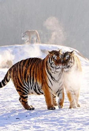 Постер: “大猫”回家