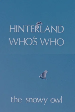 Постер: Hinterland Who's Who: The Snowy Owl