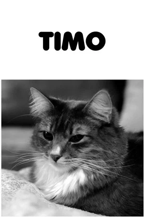 Постер: Timo