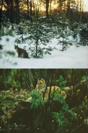 Постер: The Story of Ilves