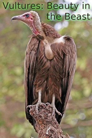 Постер: Vultures: Beauty in the Beast