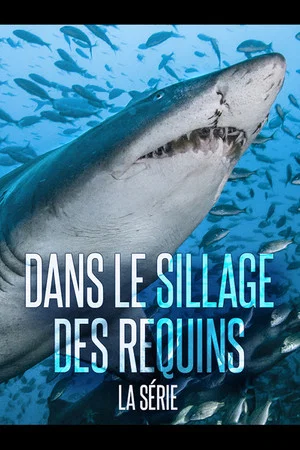 Постер: Dans le sillage des requins - La Vie secrète