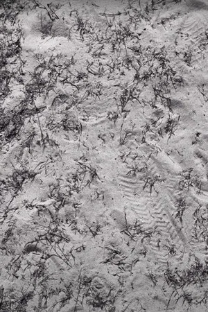 Постер: Seeds (Sketch 1)