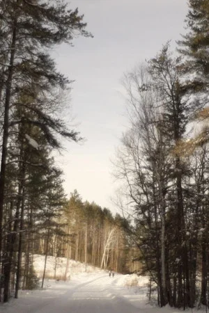 Постер: A Sad Story About a Tree