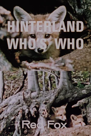 Постер: Hinterland Who's Who: Red Fox