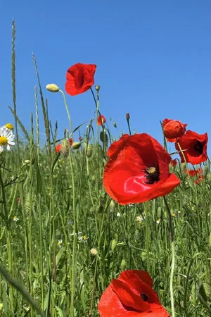 Постер: grass grows from the middle – thinking like grass