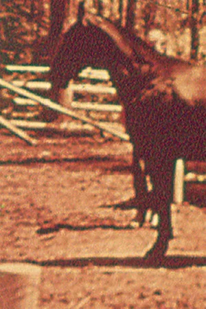Постер: Eleven Different Horses