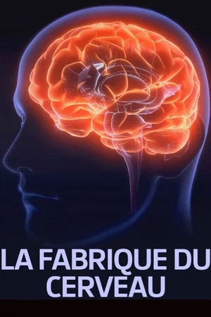 Постер: La fabrique du cerveau
