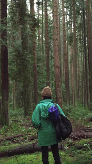 Постер: Forest Movie