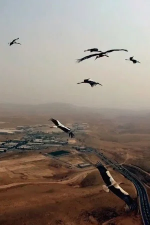 Постер: As Birds Flying