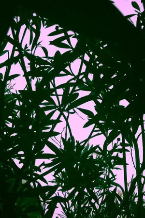 Постер: This Simple Beautiful World