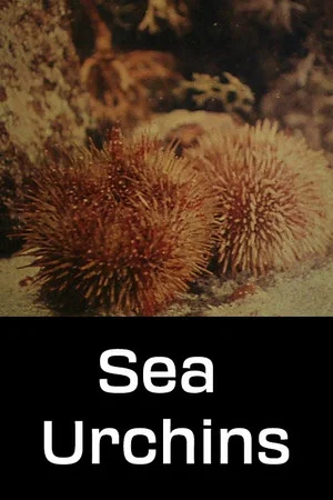 Постер: Sea Urchins