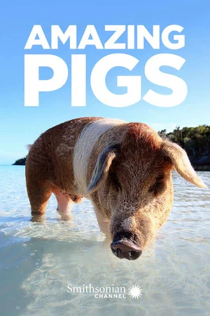 Постер: Amazing Pigs