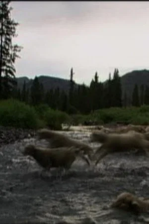 Постер: Hell Roaring Creek