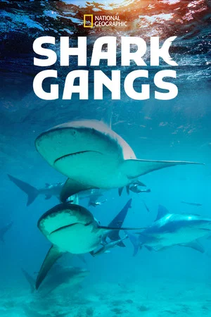 Постер: Shark Gangs